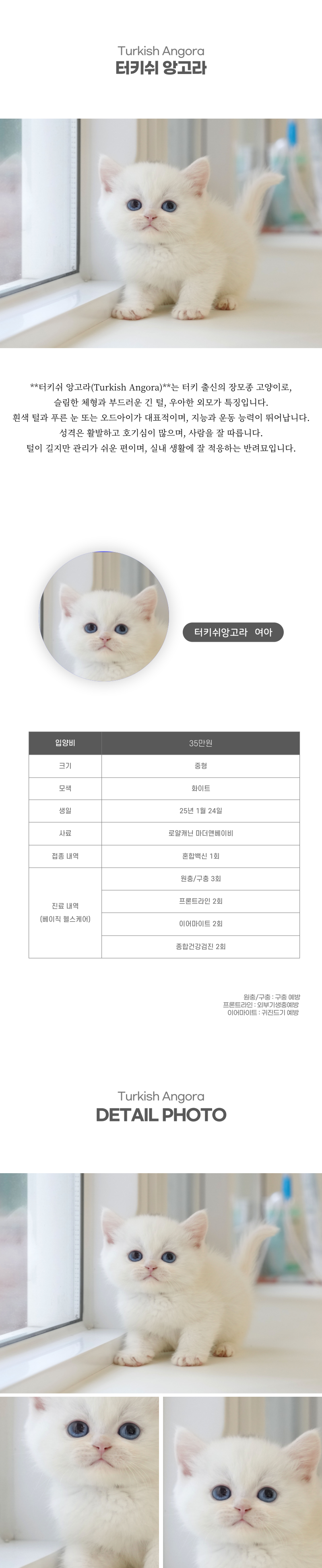 터키쉬앙고라_상세이미지_2